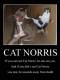 Cat_Norris
