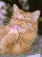 cats_240x320 (7)