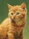 cats_240x320 (17)