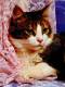 cats_240x320 (10)